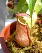 Nepenthes distillatoria 'pink'